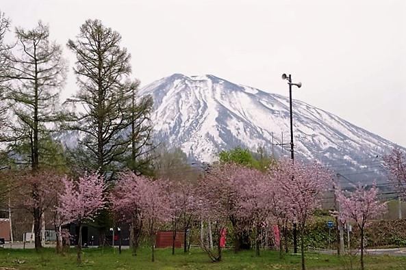 蝦夷富士・羊蹄山と桜