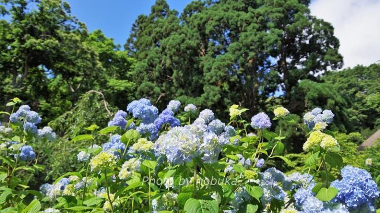 有珠善光寺自然公園の紫陽花（photo by nobuka）